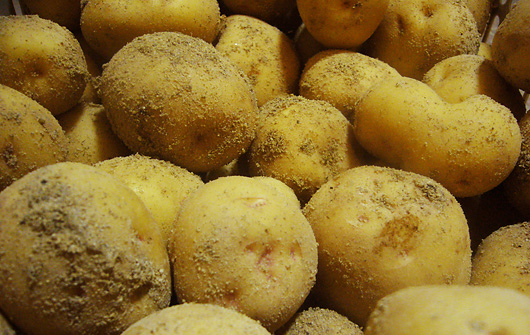 potato02